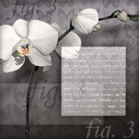 Phalaenopsis I Fine Art Print