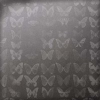 Phalaenopsis II Fine Art Print