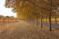 Autumn Rows Fine Art Print