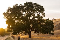 Roadside Oak Fine Art Print