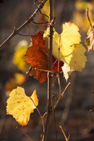 Autumn Leaves Fine Art Print