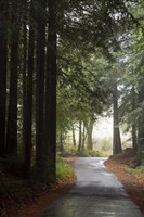 Forest Road Fine Art Print