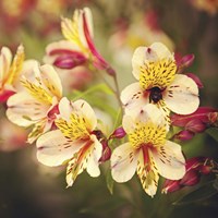 Busy Bee Fine Art Print