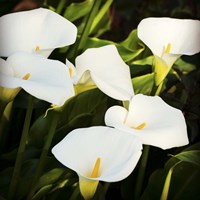 Calla Lilies Fine Art Print