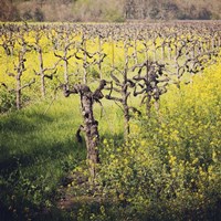 Dry Creek Fine Art Print