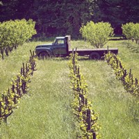 Green Truck Fine Art Print