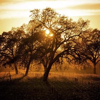 Let There be Light Fine Art Print