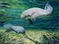 Crystal River Manatee Fine Art Print