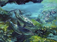 Tranquility Atlantic Bottlenose Dolphins Fine Art Print