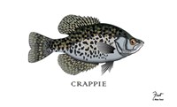 Crappie Fish Fine Art Print