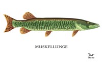 Muskellunge Fine Art Print