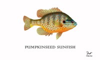 Pumpkinseed Sunfish Fine Art Print