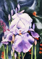 Dancing Iris Fine Art Print