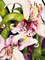 Luminous Lilies Fine Art Print