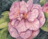 Pink Camilla Fine Art Print