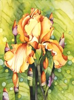 Yellow Iris Fine Art Print