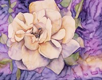 Yellow Rose Fine Art Print