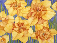 Yellow Daffodils Fine Art Print