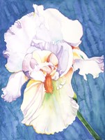 White Iris Fine Art Print