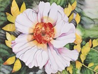 New Poppy Fine Art Print