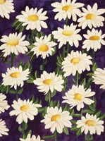 Shasta Daisies Fine Art Print