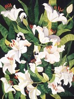 White Lilies Fine Art Print