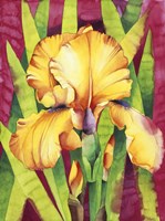 Yellow Iris W/ Maroon Back Fine Art Print