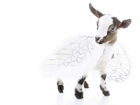 Goats 3 Fine Art Print