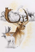 Fallow Deer Fine Art Print
