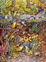 Leap Frog Fine Art Print