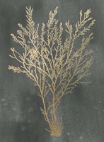 Gold Foil Algae I on Black Wash Fine Art Print