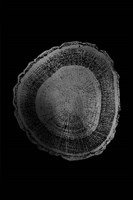 Silver Foil Tree Ring I on Black Fine Art Print