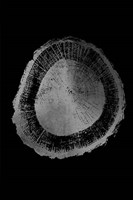 Silver Foil Tree Ring II on Black Fine Art Print