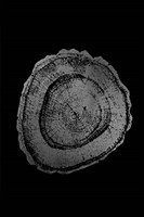 Silver Foil Tree Ring III on Black Fine Art Print