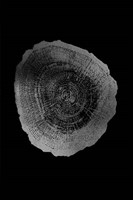 Silver Foil Tree Ring IV on Black Fine Art Print