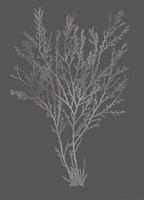 Silver Foil Algae I on Dark Grey Fine Art Print