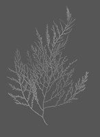 Silver Foil Algae II on Dark Gray Fine Art Print