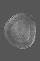 Silver Foil Tree Ring I on Dark Grey Fine Art Print