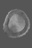 Silver Foil Tree Ring II on Dark Grey Fine Art Print