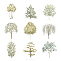 Tree Varieties II Fine Art Print