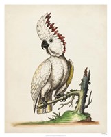 Edwards' Cockatoo Fine Art Print