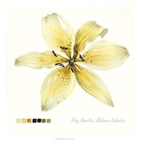 Lilium I Fine Art Print