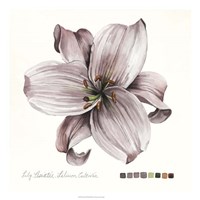 Lilium II Fine Art Print