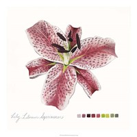 Lilium III Fine Art Print