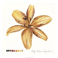Lilium IV Fine Art Print