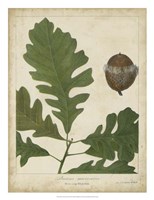 Oak Leaves & Acorns III Fine Art Print