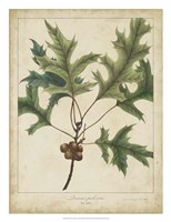 Oak Leaves & Acorns IV Fine Art Print