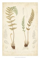 Fern Study I Fine Art Print