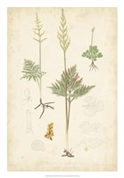 Fern Study II Fine Art Print