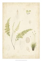 Fern Study IV Fine Art Print
